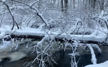 Do Trees Explode in Extreme Cold? Here’s the Truth.