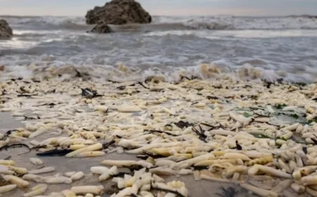 Understanding the Science Behind Onions and Chips on England’s South Coast