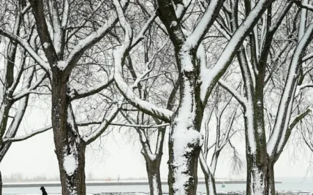 Toronto Faces -24°C Wind Chill Friday Amid Ongoing Bitter Cold