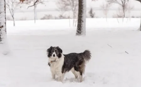 Philadelphia Snowstorm: Parker Declares Emergency, Latest Forecast Revealed