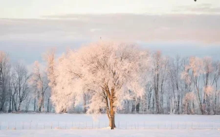 Experts Debunk Viral Claim: Cold Temperatures Won’t Explode Trees