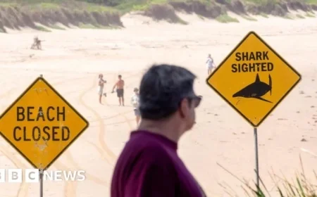 12-Year-Old Boy Dies Following Sydney Shark Attack Injuries