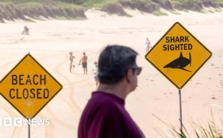 Sydney Shark Attack Claims Life of 12-Year-Old Boy