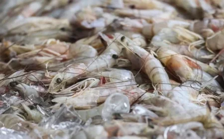 NOLA Restaurants Spotlight Local Shrimp in Menus | Environment