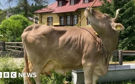 Cow Surprises Scientists by Using Tools Innovatively