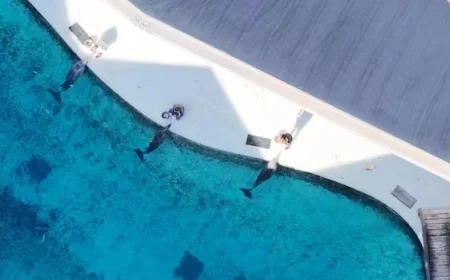 Ottawa Grants Marineland Conditional Approval to Export Belugas, Dolphins to U.S.