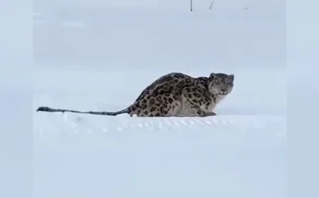 Snow Leopard Attacks Skier in Xinjiang, China