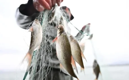 Baden-Württemberg: Fishing Dispute at Lake Constance and Student Heating Issues