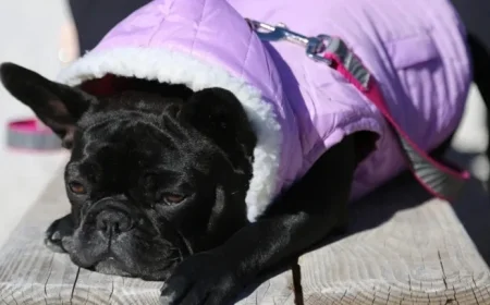 Miami Faces 35-Degree Temperature Drop: How Long Will Cold Persist?