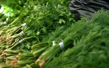 Latvia Destroys 3 Tons of Uzbek Dill