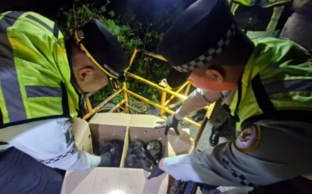 National Guard Rescues Spider Monkeys, Prevents Illegal Trade