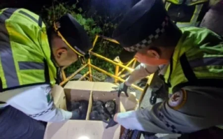 WWF Portugal Opens Applications for Green Heart of Cork+ Forestry Award