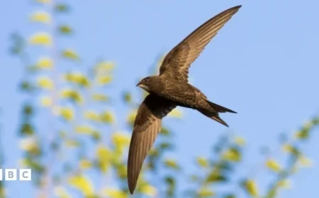 Scotland Mandates Swift Bricks in All New Homes