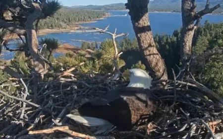 Jackie and Shadow, Big Bear Eagles, Lose Newly Laid Eggs