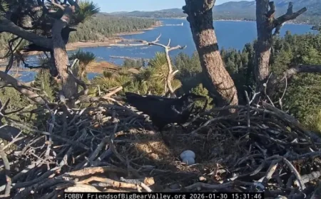 Invading Birds Damage and Abandon Jackie and Shadow’s Eagle Eggs