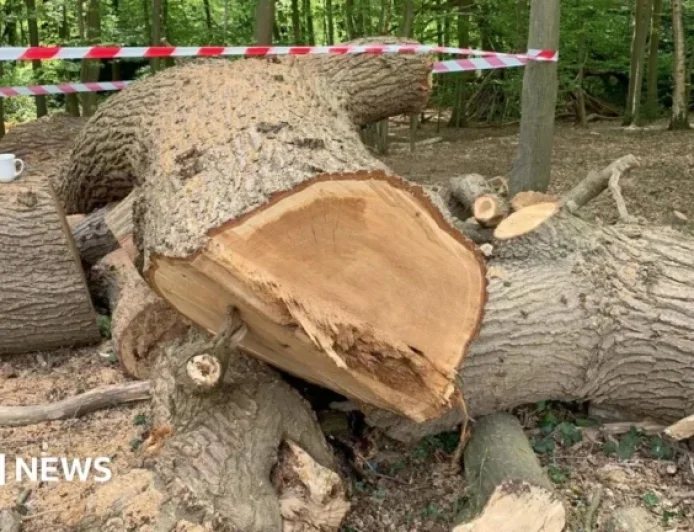 Toby Carvery Faces Eviction for Removing Whitewebbs Oak