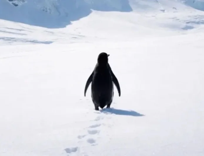 2007 Documentary’s Nihilist Penguin Clip Goes Viral in 2026