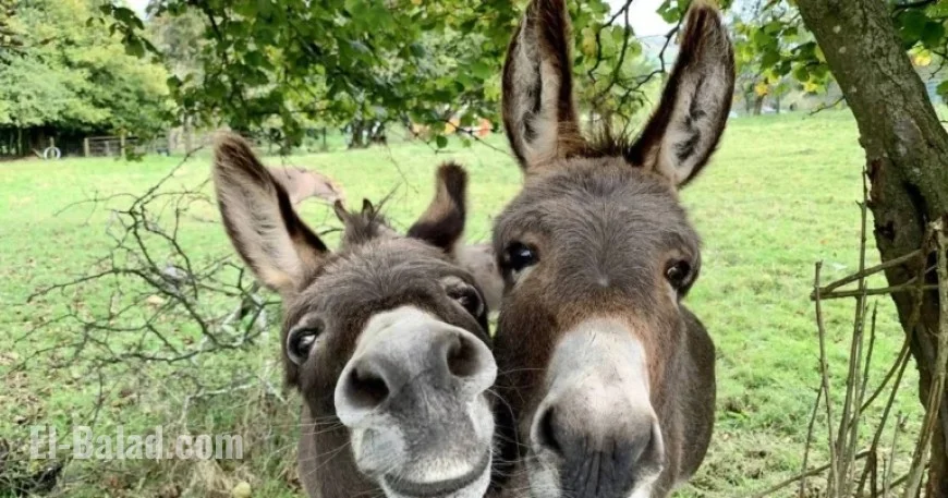 Sophie Ellis-Bextor’s Unique Bond with Her Irish Donkey Companion