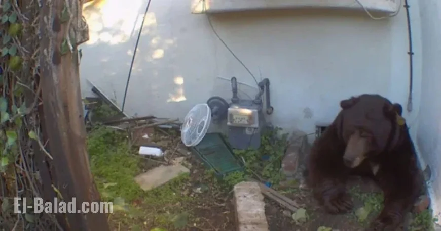 Black Bear Settles Under Altadena Home; Homeowner Considers Legal Action