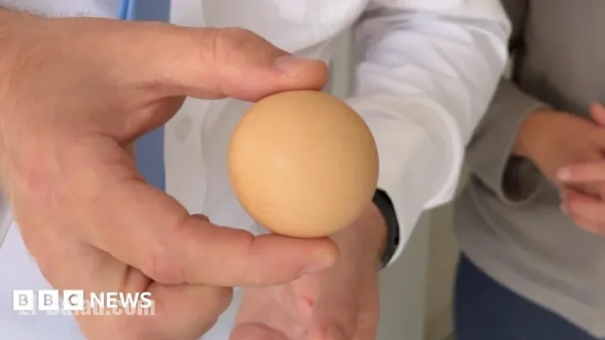 Search Begins for Spherical Egg in Global Cup Competition