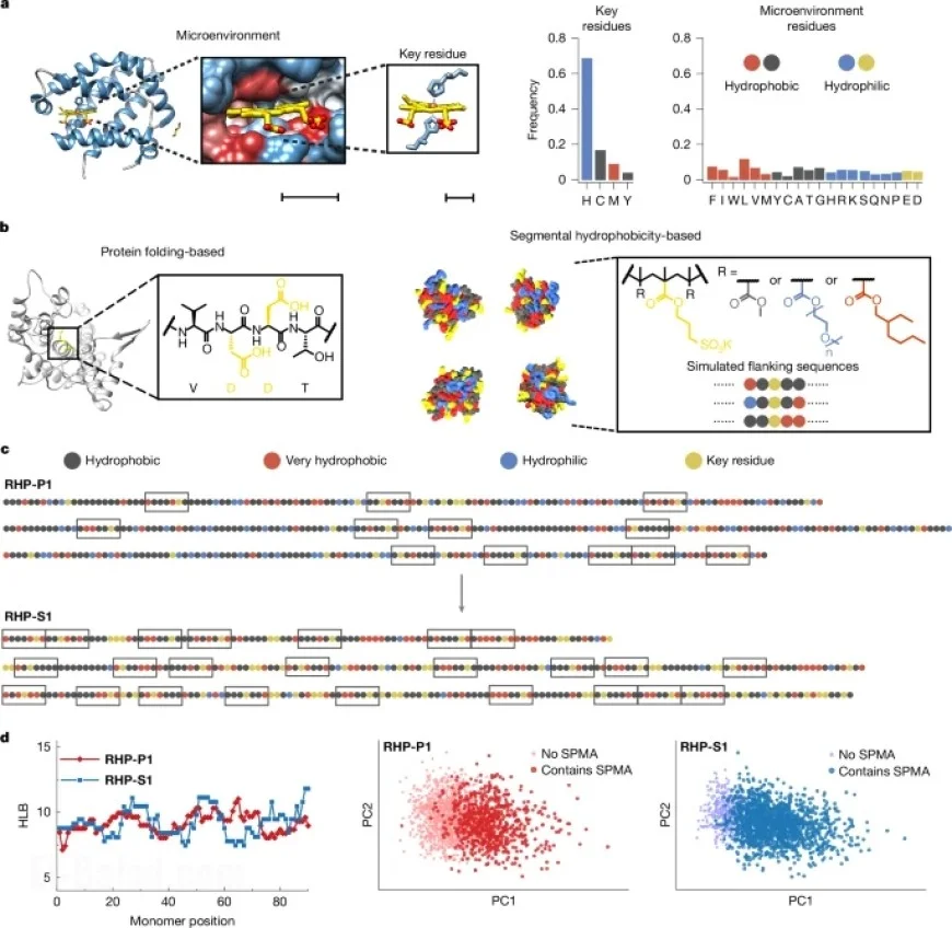 Enzyme-Mimicking Power of Random Heteropolymers Explored