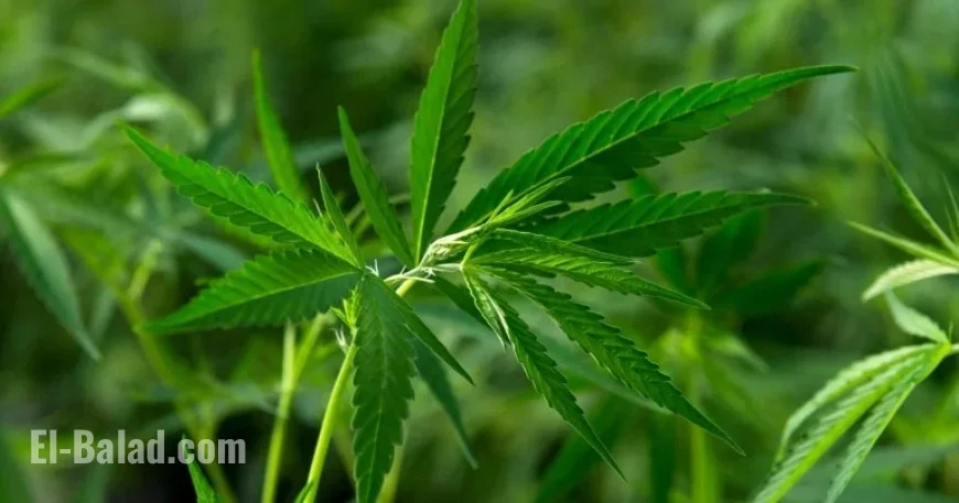 State Officials Recall Marijuana from 300 Colorado Dispensaries for Pesticide Safety