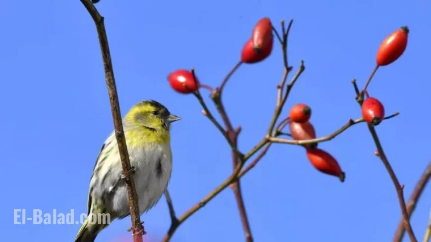 Strasbourg Weather Forecast for Wednesday, December 31, 2025