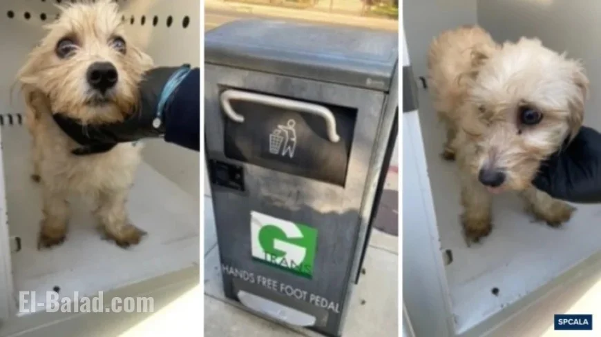 Police Officer Rescues Abandoned Puppy from Trash Compactor, Adopts Terrier Mix