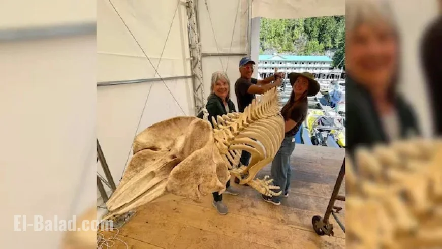 Whale Center in B.C. Restores Skeleton Collection After Devastating Fire
