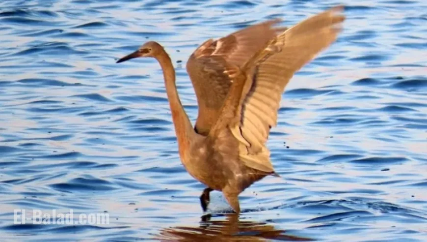 Rare Birds Thriving on Outer Banks Refuges