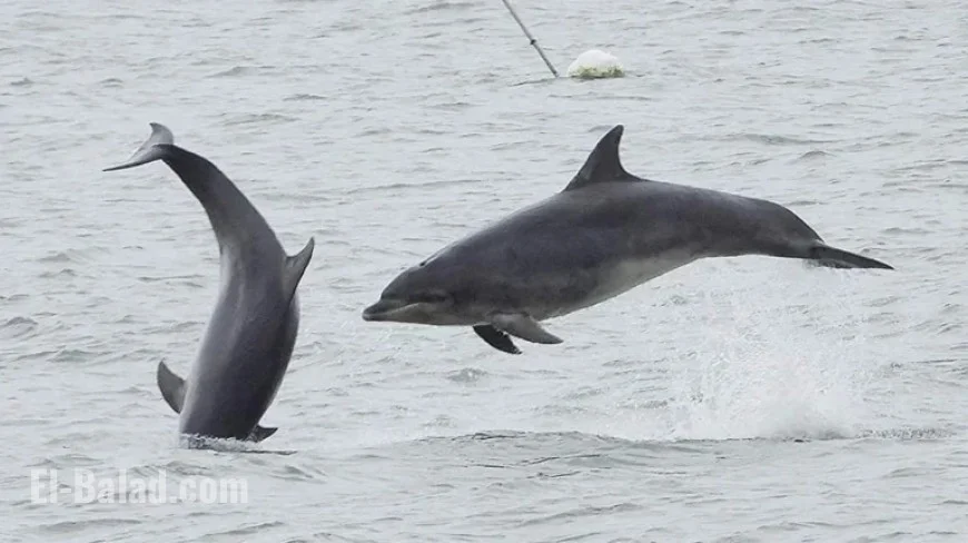 Public Photos Capture Dolphin Pod Movements
