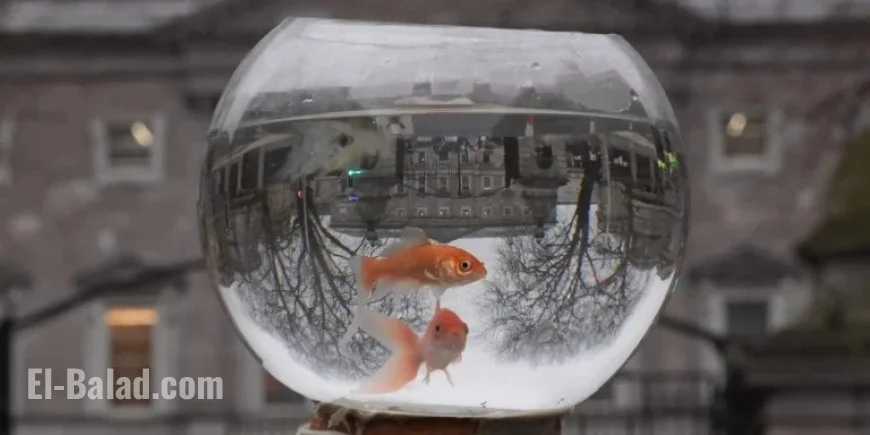 Amazon Beta Testers Share: ‘Alexa Killed My Fish’ Tales