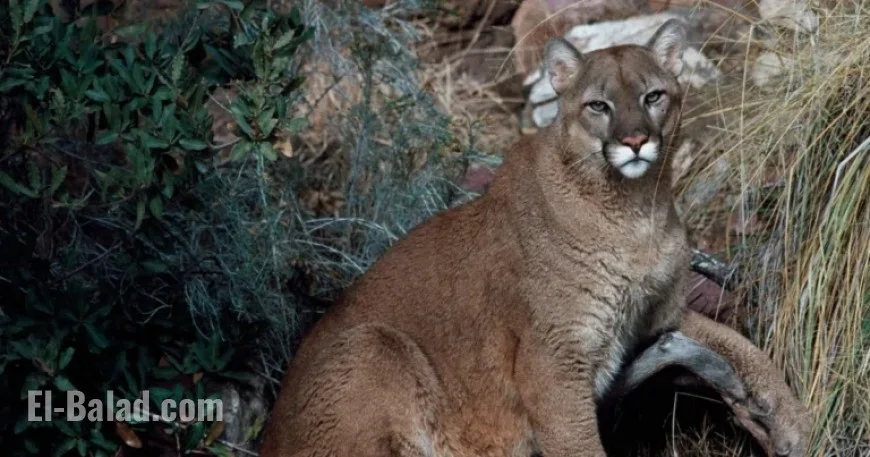 Colorado Sees First Fatal Mountain Lion Attack Since 1999