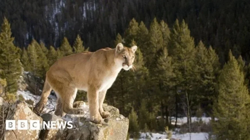 Suspected Mountain Lion Attack Claims Woman’s Life