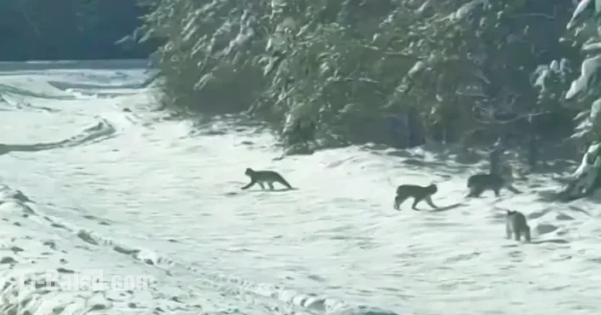 Northwestern Ontario Police Capture Rare Lynx Family Crossing Road