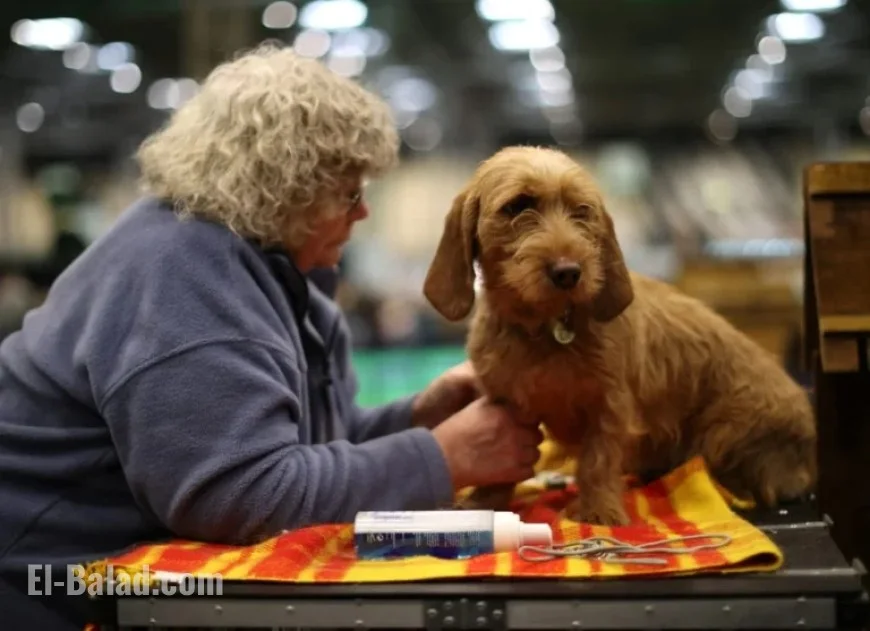 American Kennel Club Adds Three New Dog Breeds