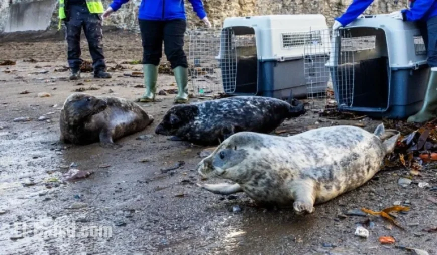 Devon Seal Pups Thriving as Rescue Season Sends Them Home