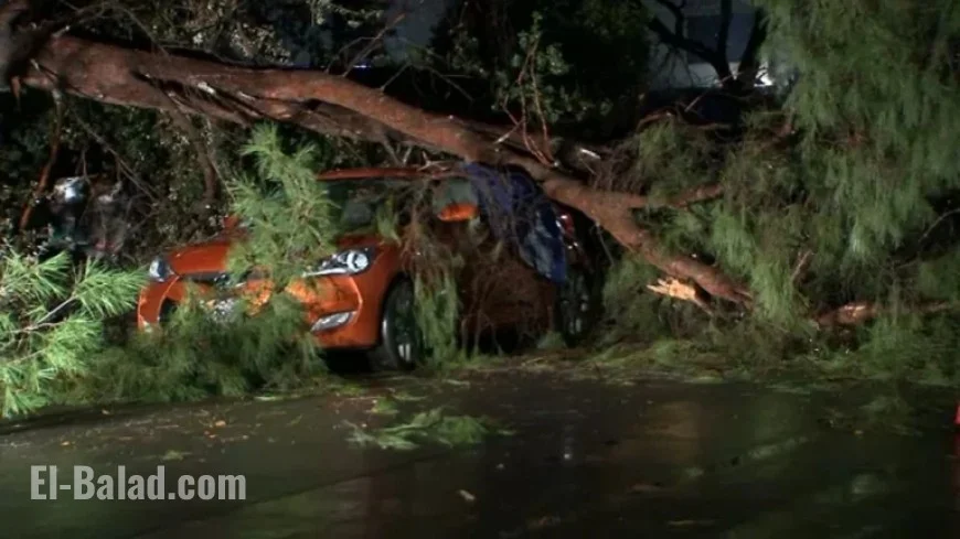 Storm Topples Tree, Damages Vehicles in Reseda