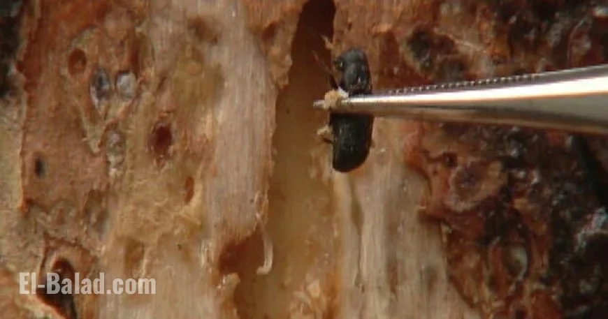 Colorado Arborist Advises Homeowners to Shield Ponderosa Pines from Pine Beetle