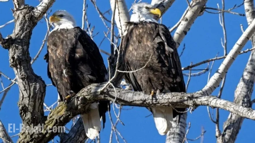 Record-Breaking Bald Eagle Sightings: Discover Them at Missouri Refuge