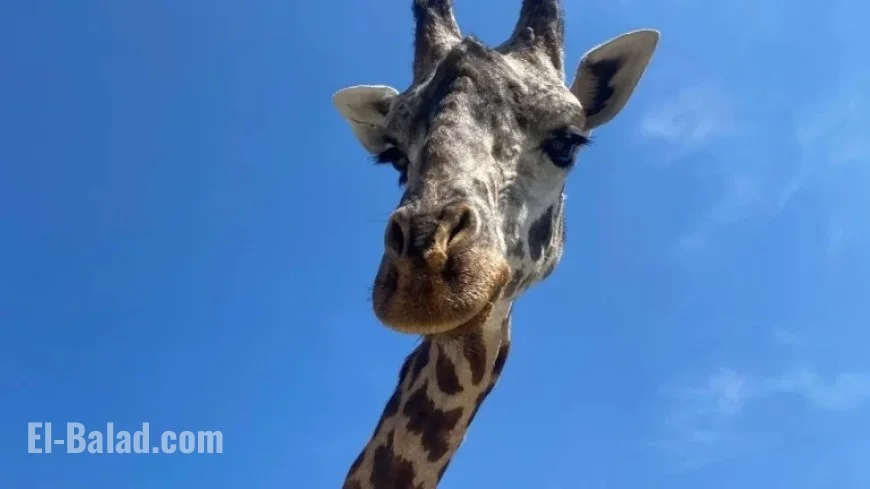 Tragic Accident Claims Life of Beloved Giraffe Born at Greenville Zoo