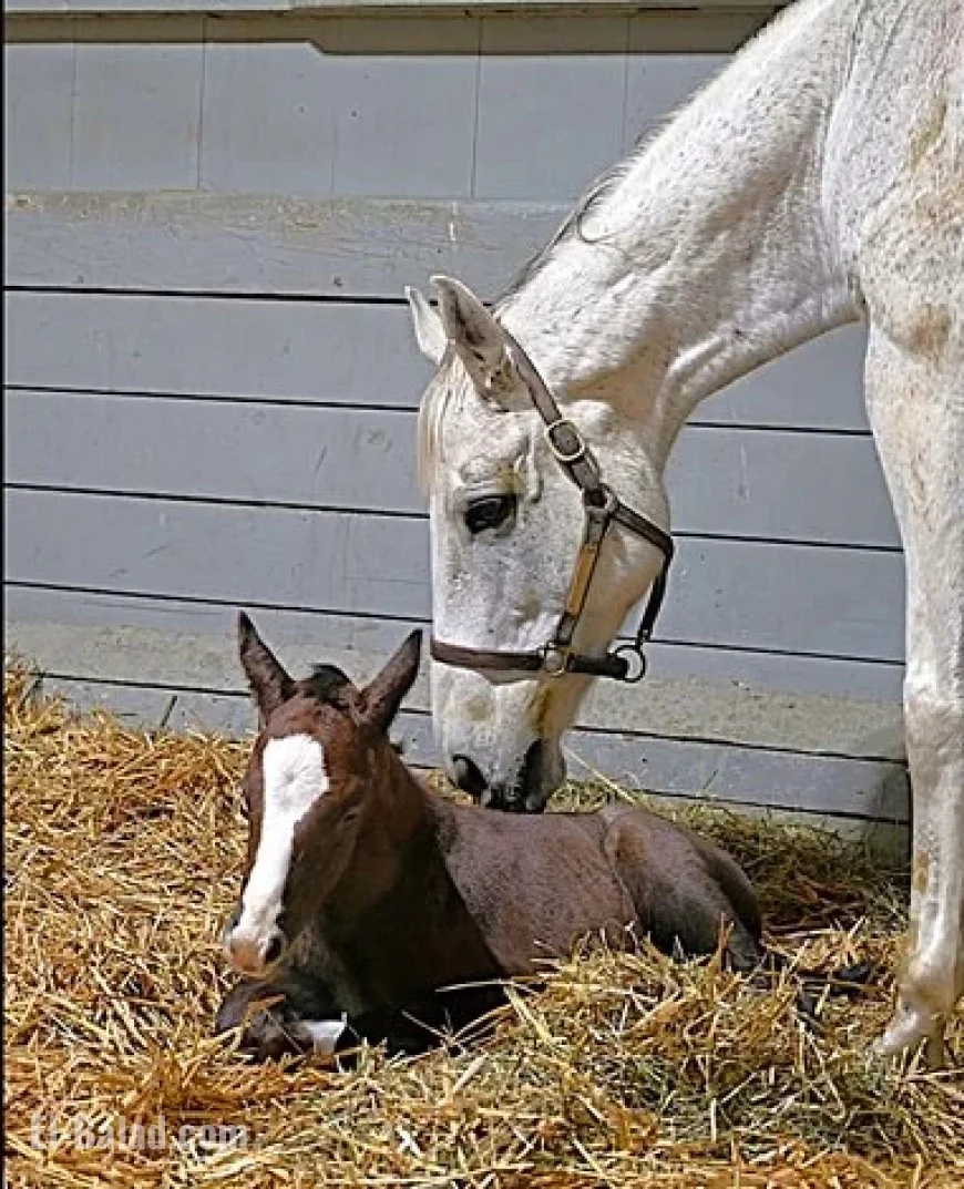 Muth’s First Foal Highlights Early Arrivals in Closer Detail
