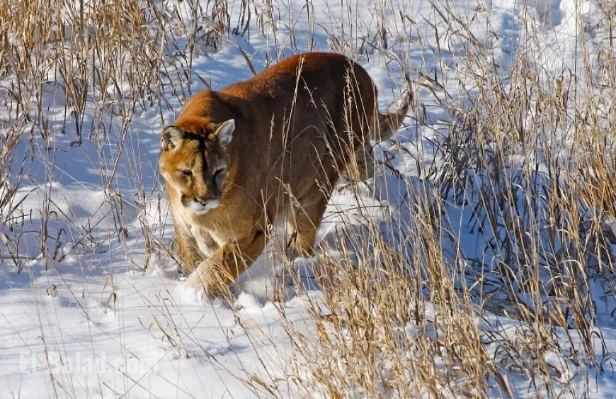 Mountain Lion with Human DNA on Paws Kills Hiker in Northern Colorado