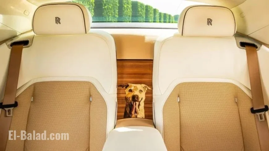 Customize Your Rolls Royce to Match Your Pet with Luxury Car Options