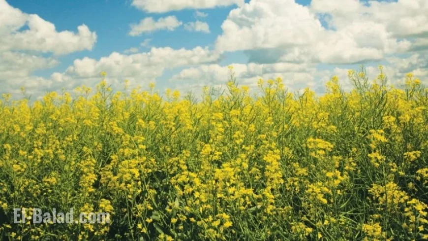 Corteva and BP Unveil Etlas™ Biofuel Feedstock Joint Venture