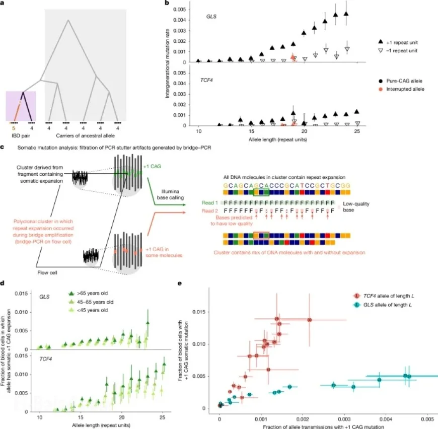 DNA Repeat Expansions Studied in 900,000 Biobank Participants