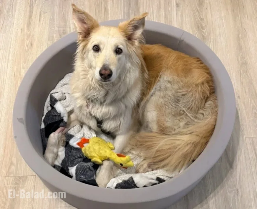 Drone Technology Locates Escaped Dog on New Jersey Turnpike