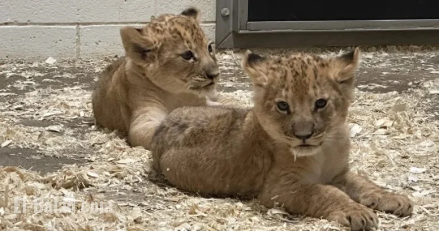 Name the New Lion Cubs at Turtle Back Zoo Today