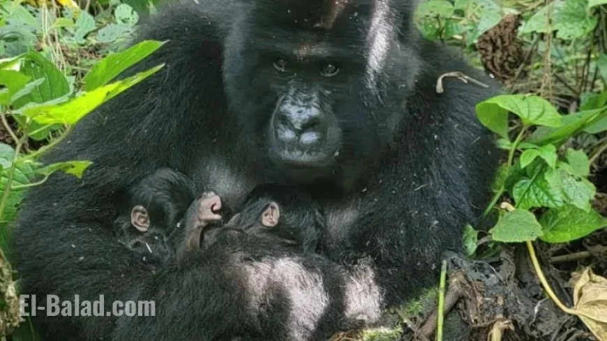 Rare Mountain Gorilla Twins Born in Congo Park