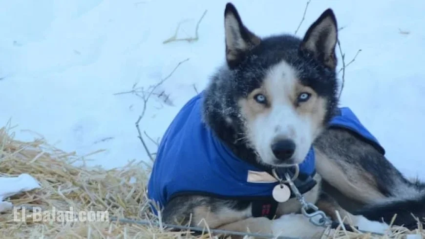 Yukon Quest Sled Dog Race Canceled, Former Board Members Announce